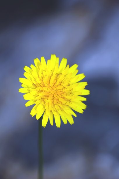 花朵姿态