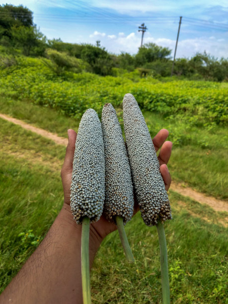 高粱米 食物摄影 实物摄影