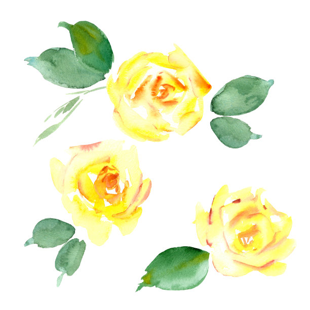 水彩黄玫瑰