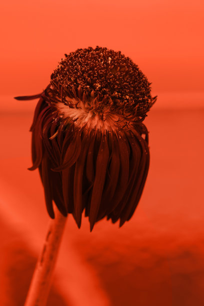 菊花花卉图片摄影