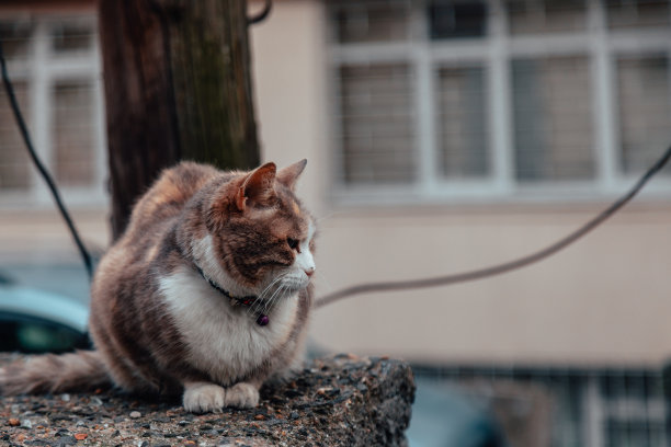 小猫标志