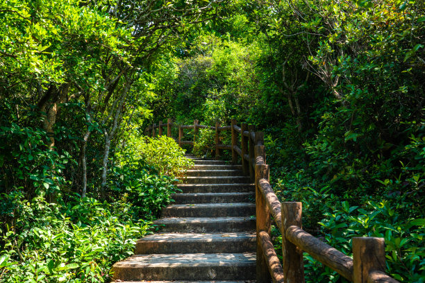 林中步道