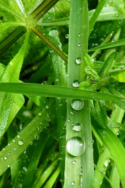 草与露水特写