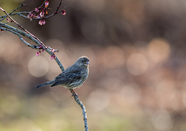 花鸟壁纸