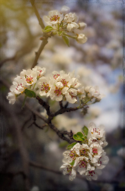 苹果花贴图