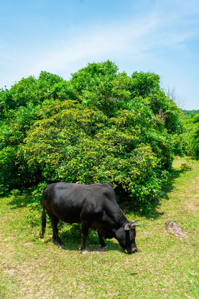 田园风光,地形,户外