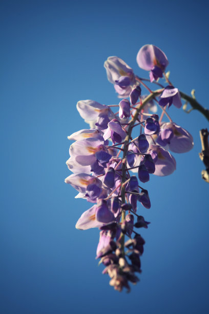 紫藤花蕾
