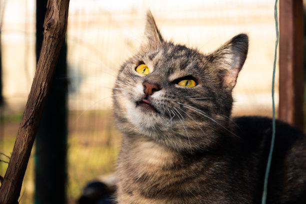 猫须草