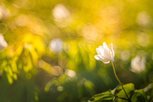 花朵标志