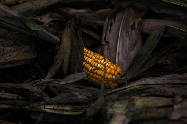 成熟丰收的秋粮玉米