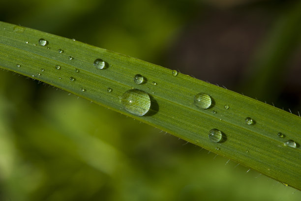 谷雨清爽