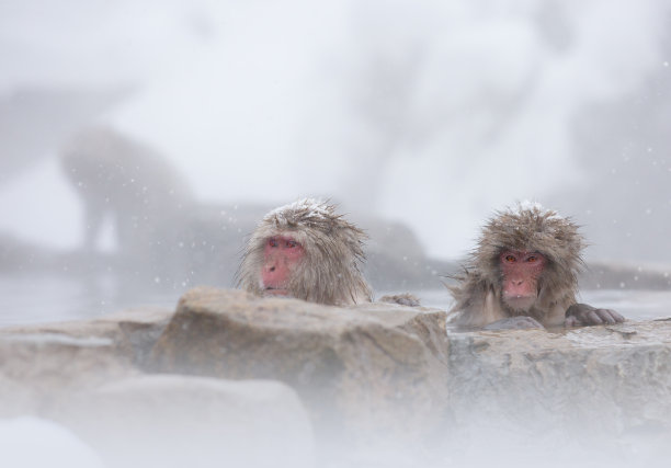 雪地里的猴