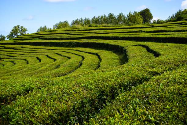 茶园风光生态茶园