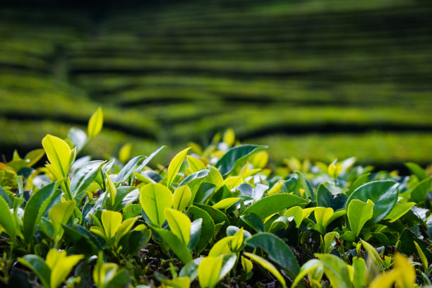 茶园晨曦