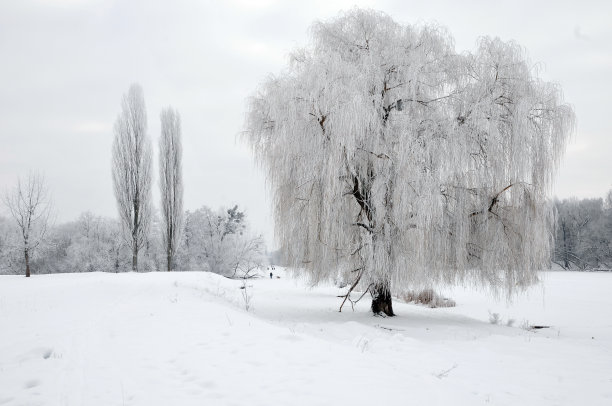 雪中的柳树
