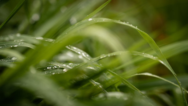 谷雨时节