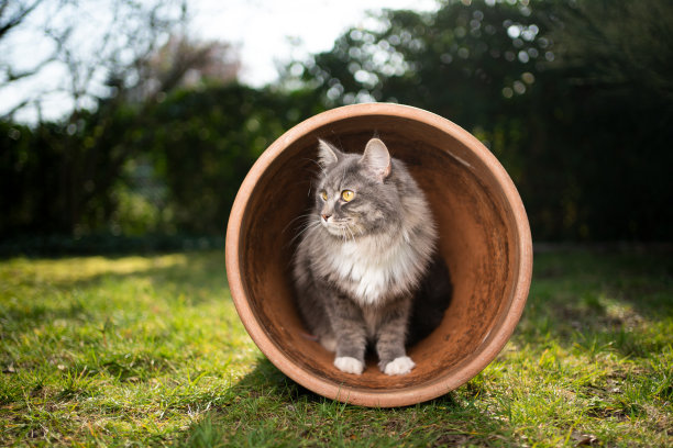 草丛里面的猫咪