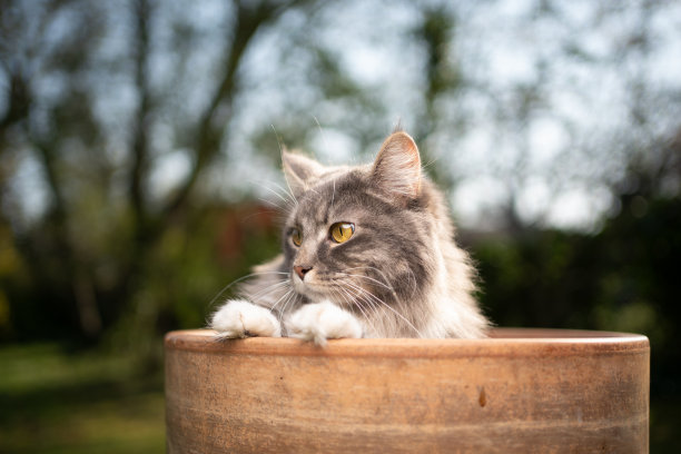 草丛里面的猫咪