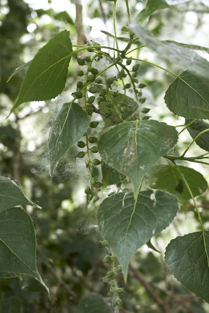 头发,户外,季节