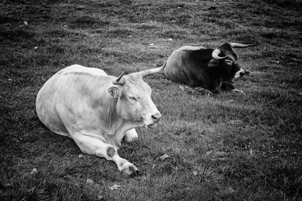 休息中的牛