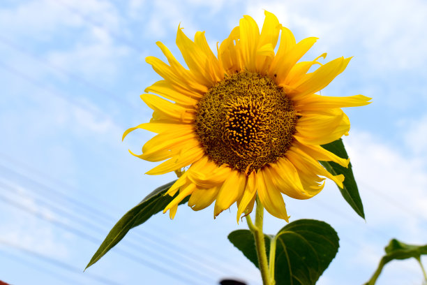 向日葵田户外