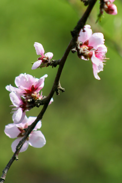 桃花壁纸