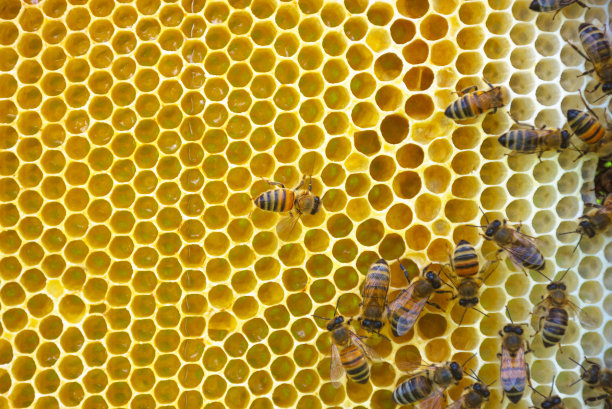 蜂蜜的功效