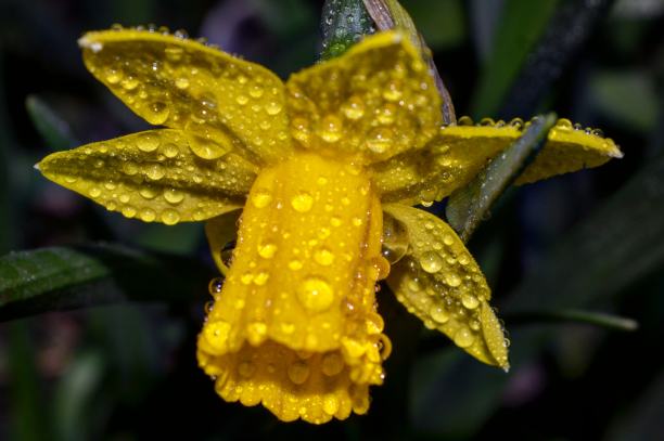 花朵花蕾上的雨滴