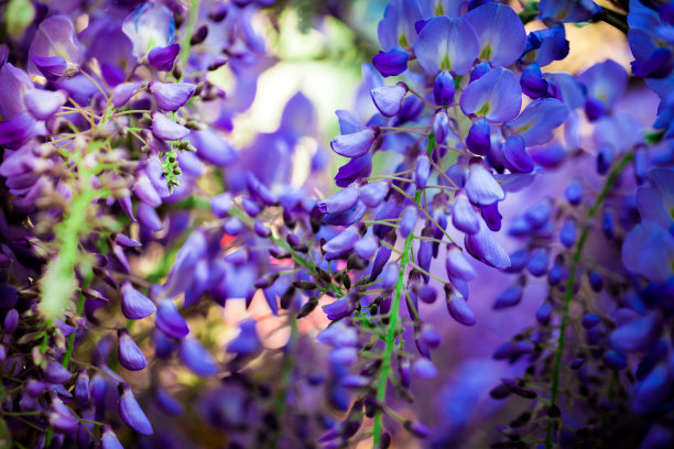 紫藤花瓣