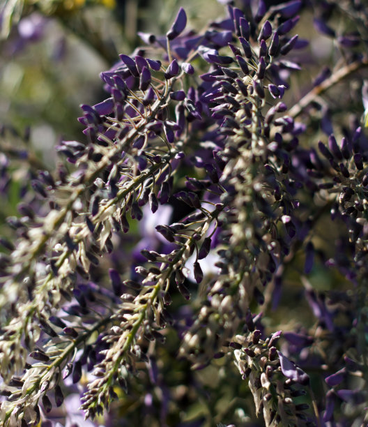紫藤枝