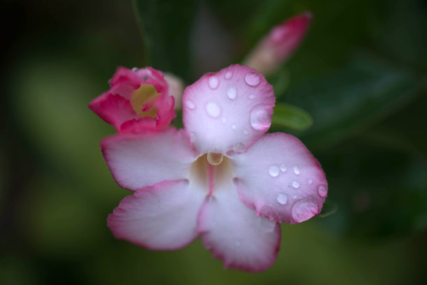 白杜鹃花