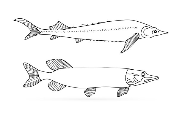 江湖鳝鱼