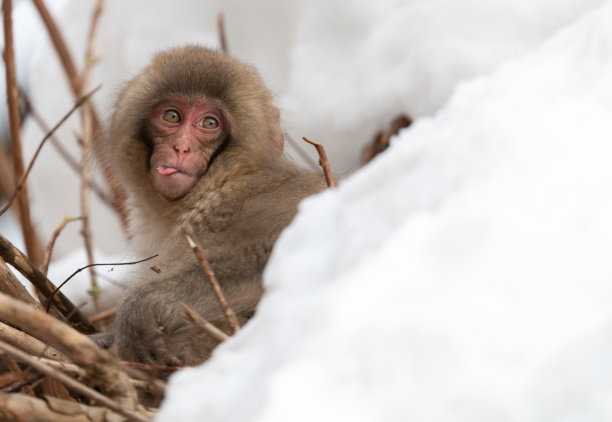 雪地里的猴