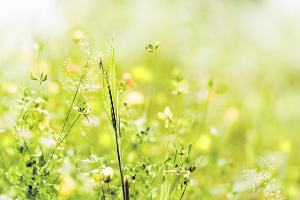 野花野草