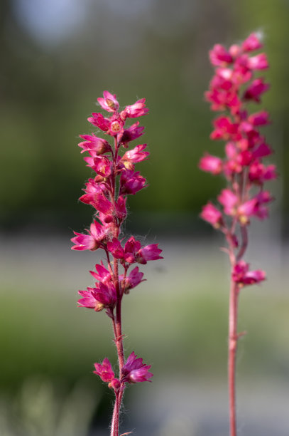 紫铃花