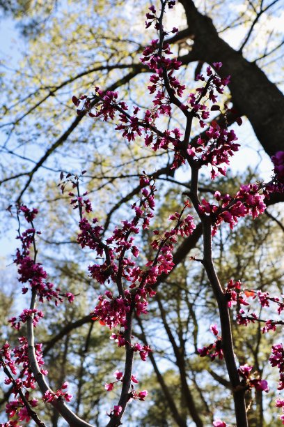 紫荆树林