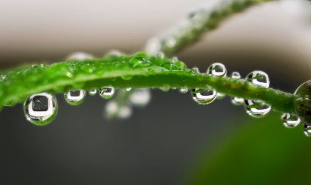 草与露水特写