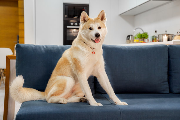 孤单狗犬小狗孤独寂寞