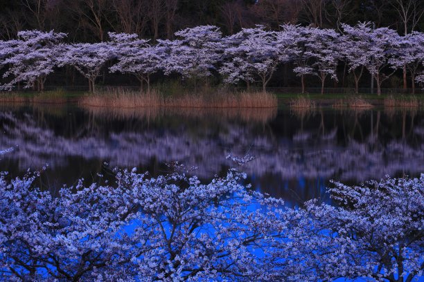 樱桃树在日本