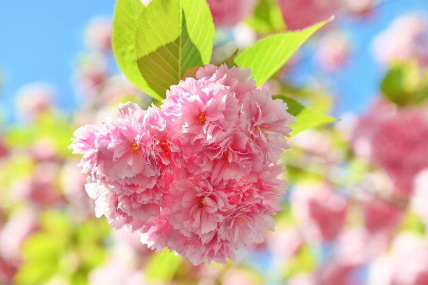 高清春天绚丽粉红色樱花实拍