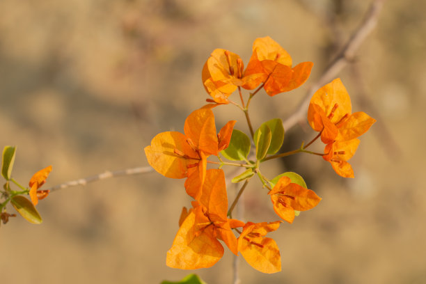 绿色叶子花