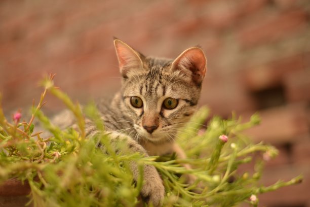 草从猫咪