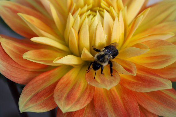 黄色花朵上的蜜蜂特写