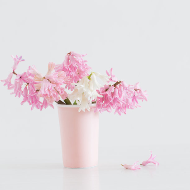 风信子 花卉 粉色