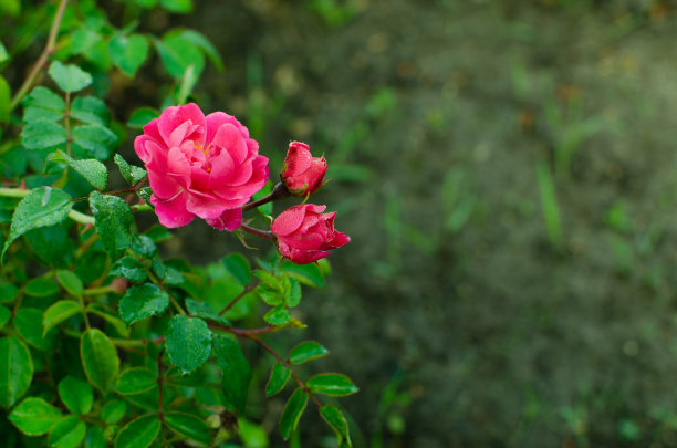 粉色野蔷薇花