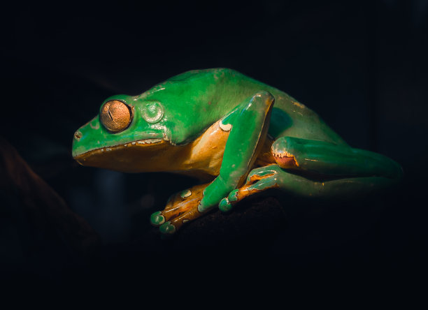 绿蛙 树蛙