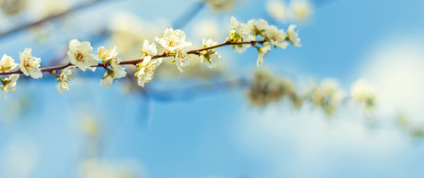 杏花特写春天杏花盛开花朵蓝背景