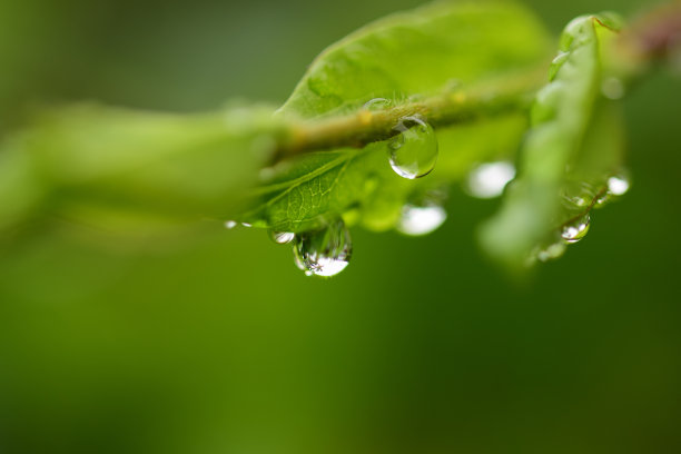 树叶纹水珠