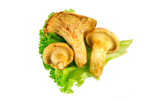 香菇花菇蘑菇实拍场景图