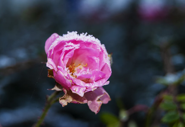 冰蓝玫瑰